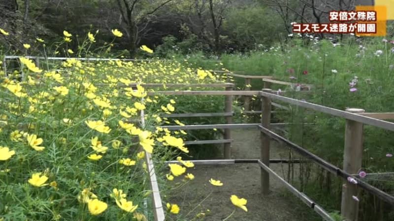 安倍文殊院でコスモス迷路が開園 Portalfield News