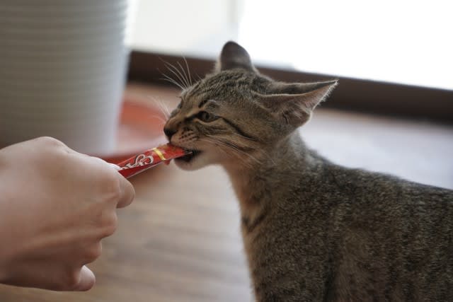 😀｜「うち猫が」「あ、ちゅ～るですね！もっていきます」だと!? 工事 