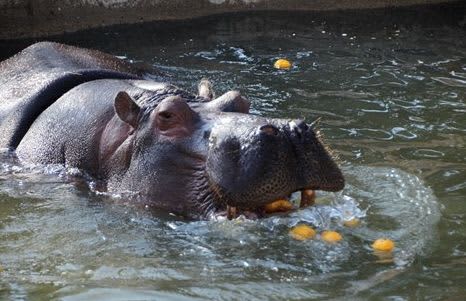 カバさん 気分は ゆず湯 熊本市動植物園で冬至イベント 熊本日日新聞