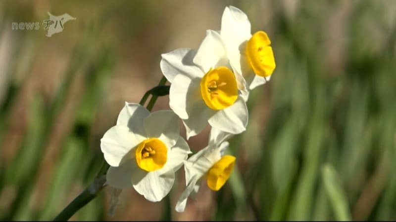 早春の花 日本水仙 見ごろ 千葉県鋸南町で 水仙まつり 開催中 チバテレ プラス