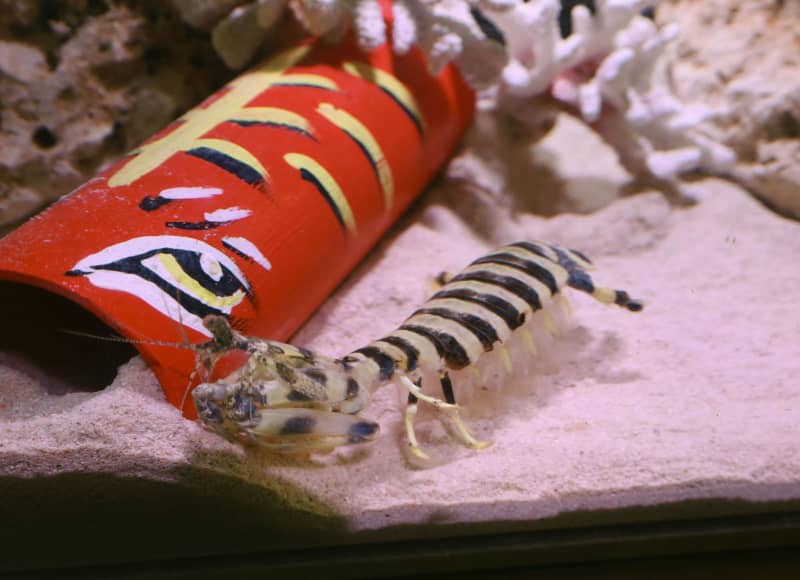 トラ模様 映えるシャコ 鳥取の水族館で新年展示 共同通信