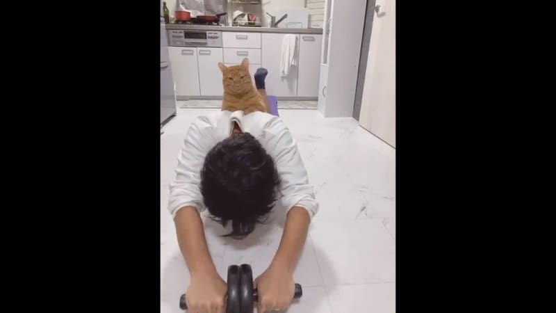 猫 の検索結果 ページ 12 Portalfield News