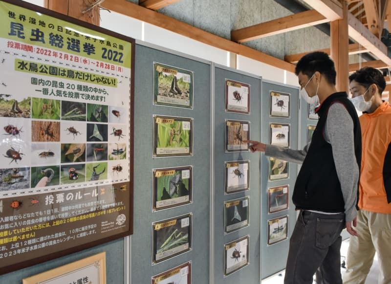 鳥取 米子で 昆虫総選挙 クワガタやチョウなど種 共同通信