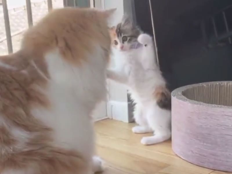 猫 の検索結果 ページ 15 Portalfield News