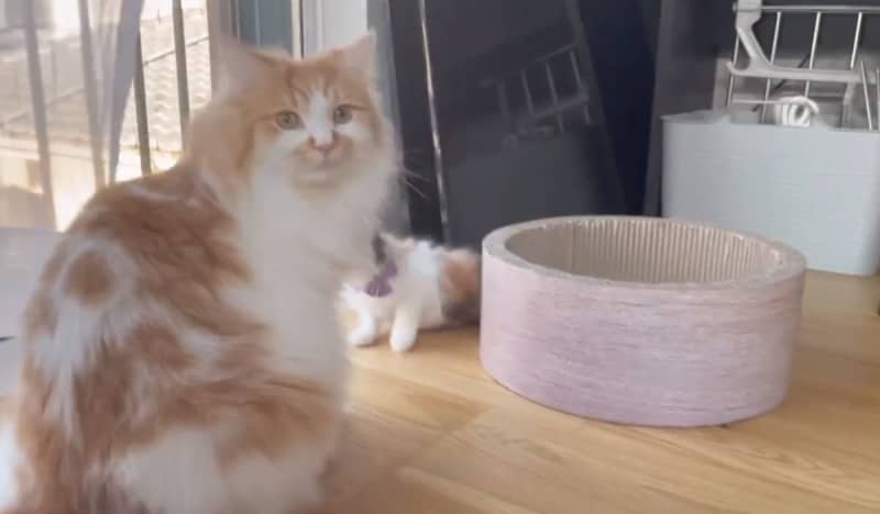 猫 の検索結果 ページ 6 Portalfield News