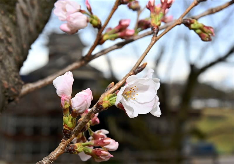 速報 熊本県内で桜開花 平年より２日早く 気象台発表 熊本日日新聞