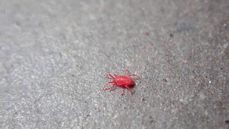 赤いダニのような虫の正体は 家の中で見つけた場合の駆除方法 Portalfield News