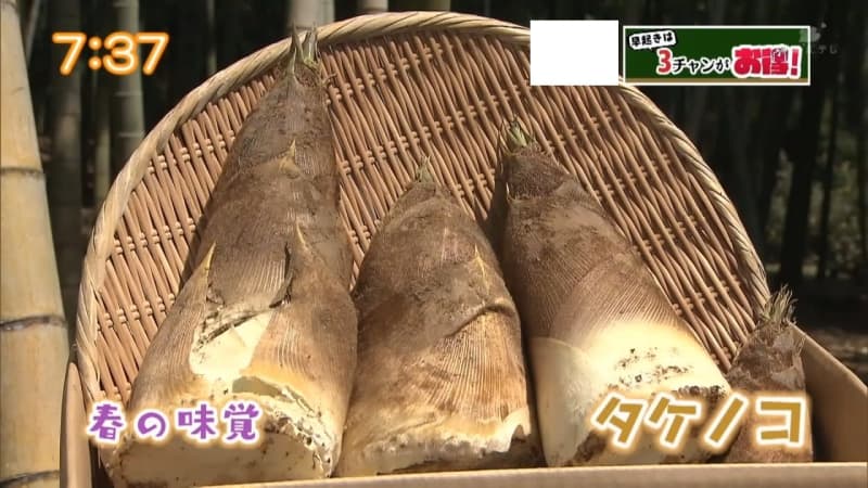 タケノコ掘りから保存のコツ 限定料理まで網羅 旬のタケノコをまるごと楽しむ チバテレ プラス