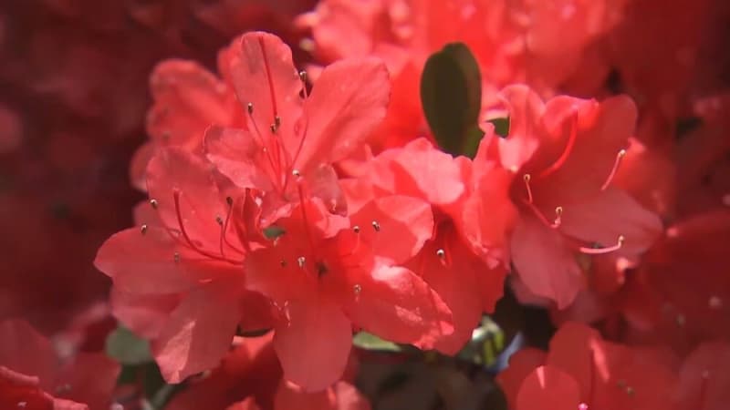 千葉県野田市の清水公園でツツジ見ごろ チバテレ プラス