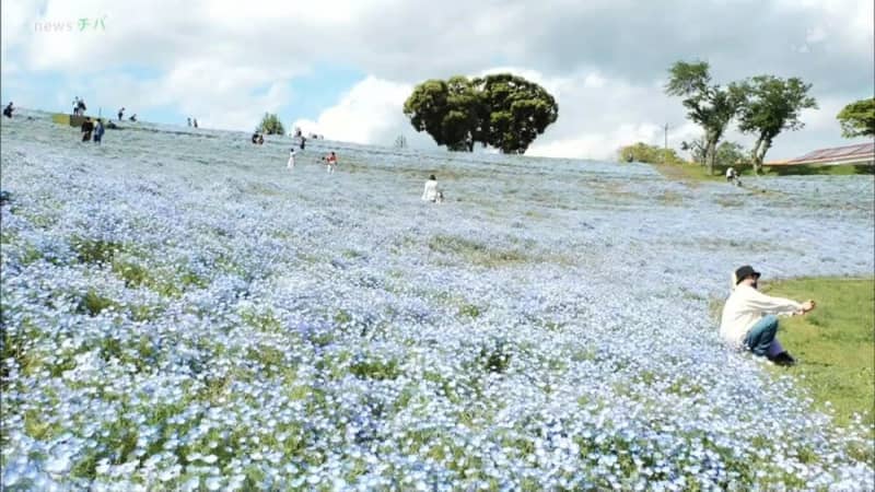 可憐な ネモフィラ 千葉県のマザー牧場で見ごろ 5月中旬ごろまで チバテレ プラス