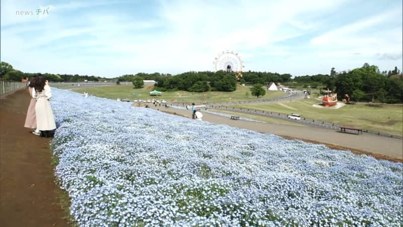 東京ドイツ村 澄んだブルーの花 ネモフィラ 満開 5月15日ごろまで チバテレ プラス