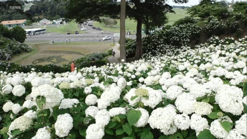 東京ドイツ村 アジサイ見ごろ チバテレ プラス