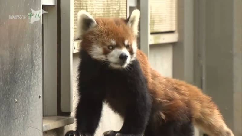 千葉市動物公園 風太くん19歳 タケノコで祝福 チバテレ プラス