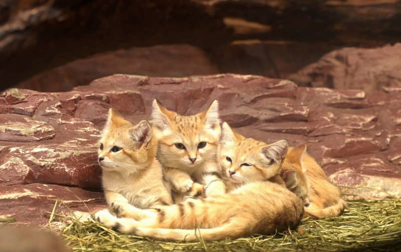 かわいい で飼育やめて 野生動物 動画で訴え 共同通信