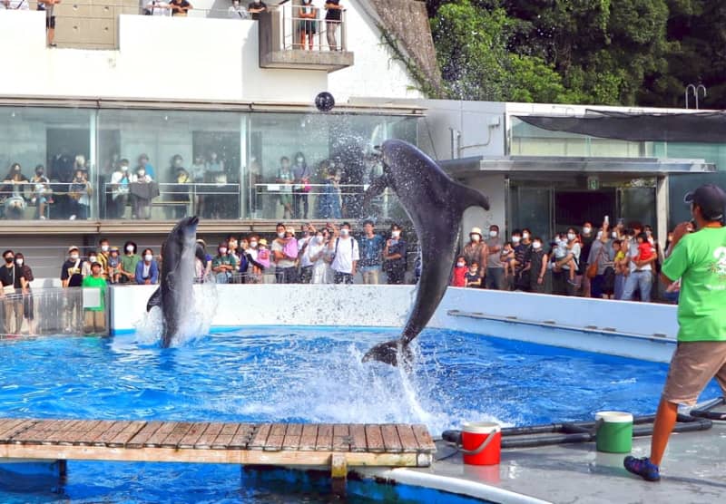 イルカジャンプ 水しぶきで 涼 をお届け 観客らずぶぬれも歓声 海きらら 長崎新聞