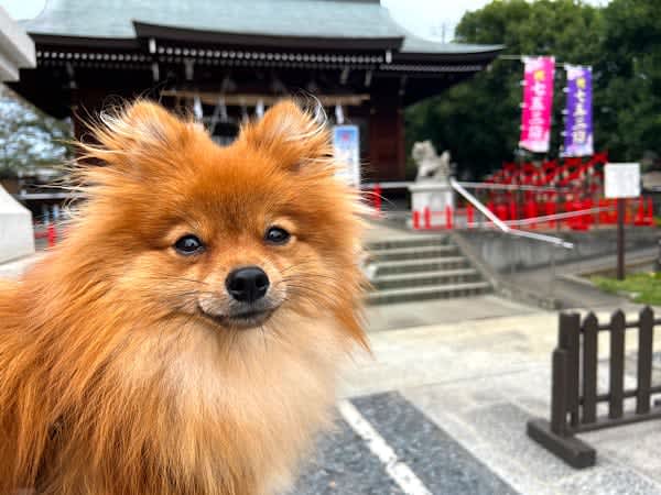 [Kawaguchi] Worshiping with dogs OK ◎ Let's pray for the health of pets at "Asahi Hikawa Shrine"!