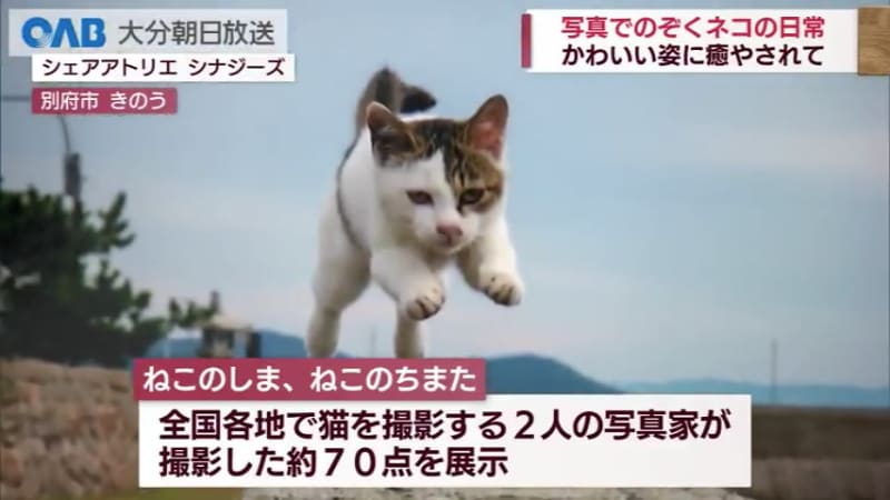 [Oita] Daily life of cats seen in photos