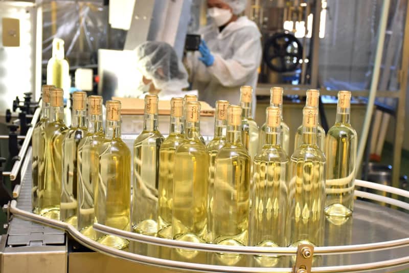青森ヌーヴォー瓶詰め作業開始　17日から青森県内販売／むつ・サンマモルワイナリー