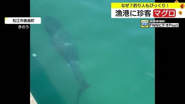 松江市の港に珍客　その正体は！？（島根・松江市）　