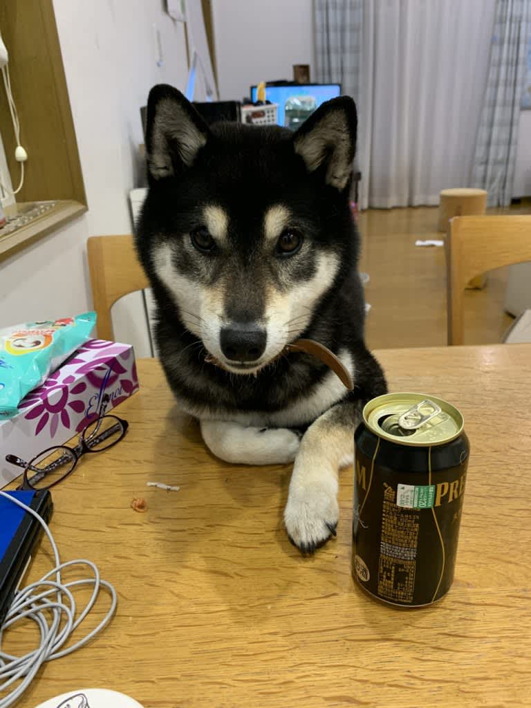 A dog with a drinking drink that seems to hear "well, drink" [Dog Day Posting Project]