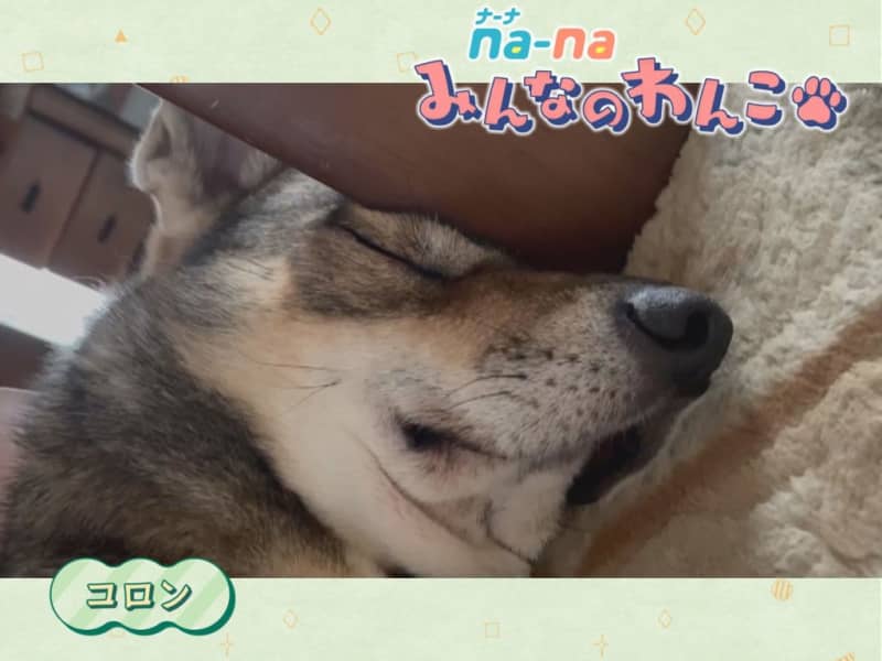 A dog sleeping soundly, not sleeping... [Dog Day Posting Project]