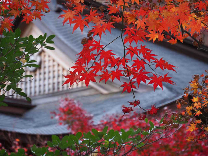 〈秋カメラ〉街中・公園・寺社など、身近な場所の紅葉を撮るヒント＆注意点、教えます！