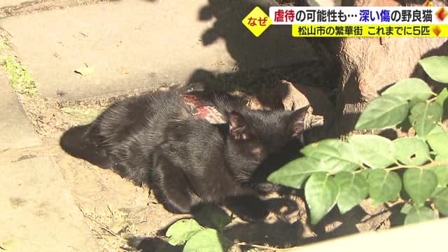 「こんな傷見たことない」　松山市の繁華街で深い傷の野良猫　これまでに５匹　虐待の可能性も【愛媛】