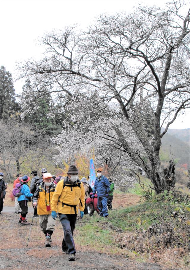 福島県相馬市内で唯一登山可能な塩手山で山開き　見頃の「四季桜」満喫