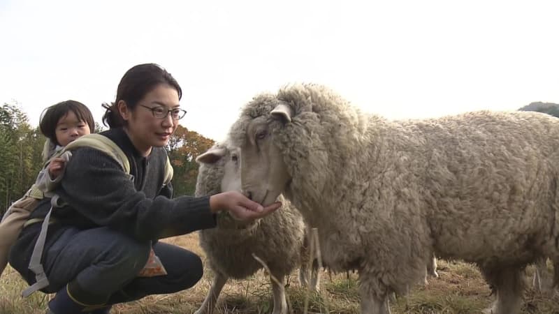 人と羊の幸せな共存！羊を飼いながら羊毛製品販売　目指すは大田市の“メェ～産品”