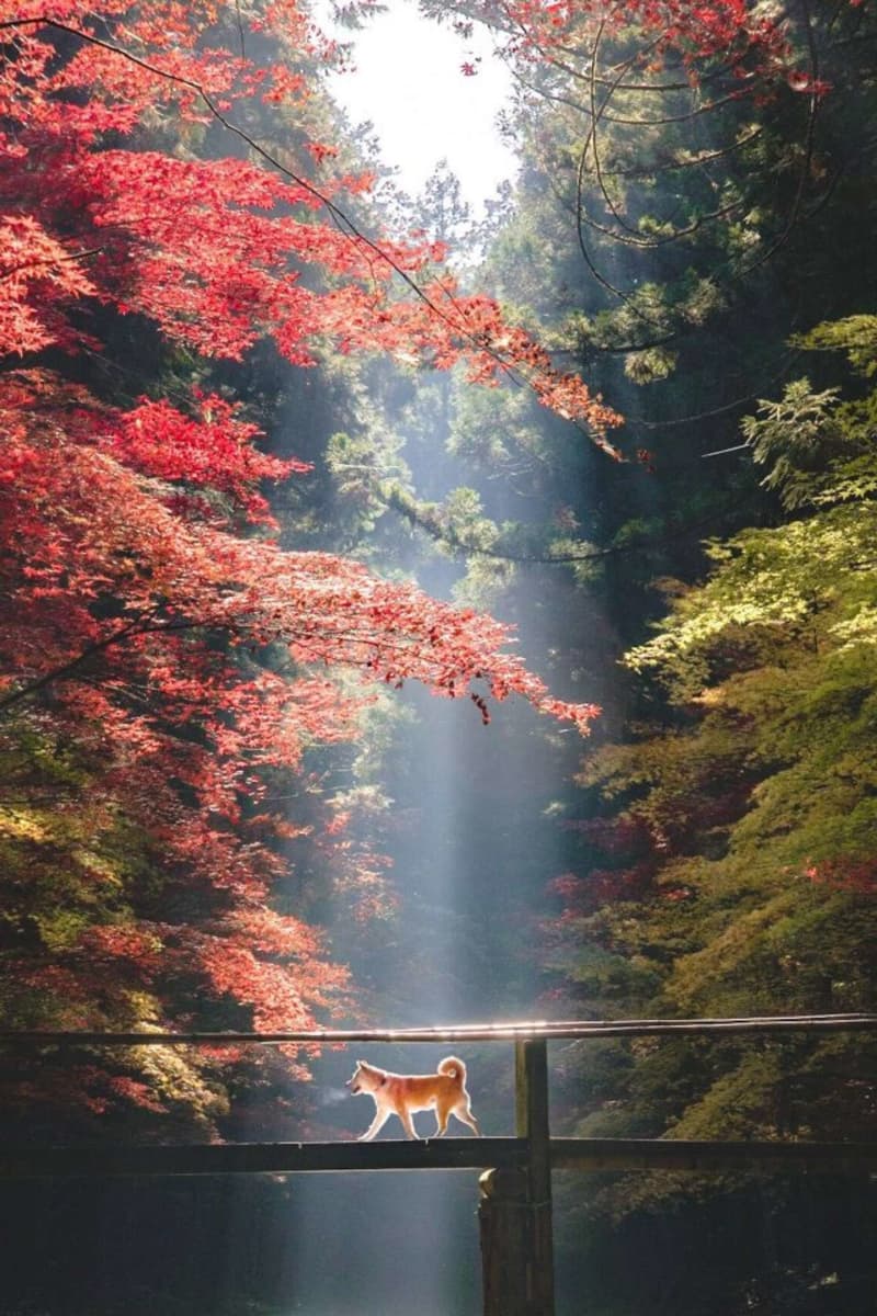 拝みたくなっちゃう～！　秋の神社で出会った「光り輝くお犬様」が神々しすぎる