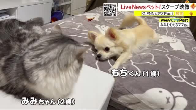 One too cute! LiveNews Pet!Scoop video "Sendai Broadcasting"