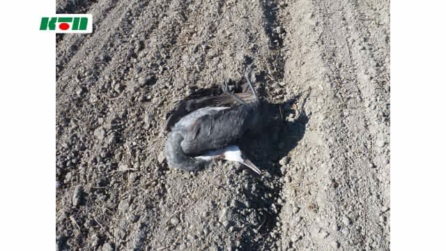 ⚡｜【速報】長崎県内で今シーズン2例目…死んだナベヅルから高病原性鳥インフルエンザウイルス