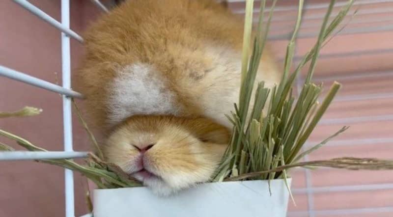 は、挟まりたい…！　ウサギの赤ちゃんたちによる、宇宙一尊い「重なり」がこちら