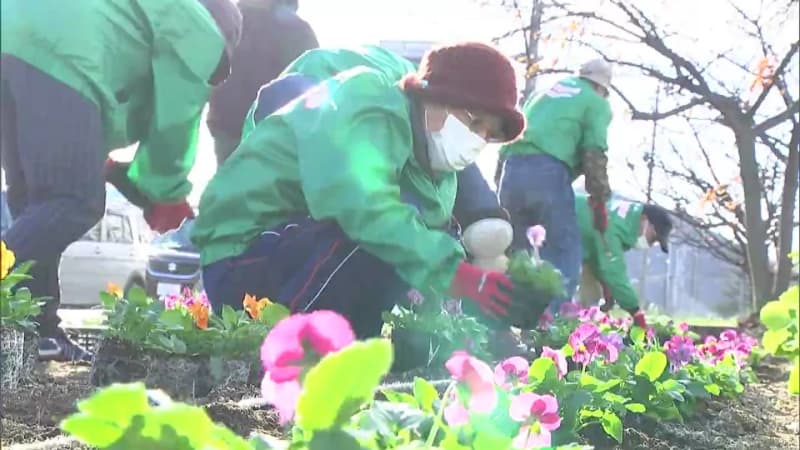 Volunteers planted 800 viola seedlings to make the area around Lake Kojima full of flowers [Okayama]