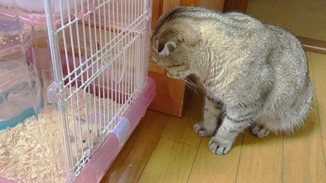 「猫さんがペットロス！？」急にハゲた猫に獣医が驚き診断　「相棒を亡くした悲しみ…人間と同じ！」…