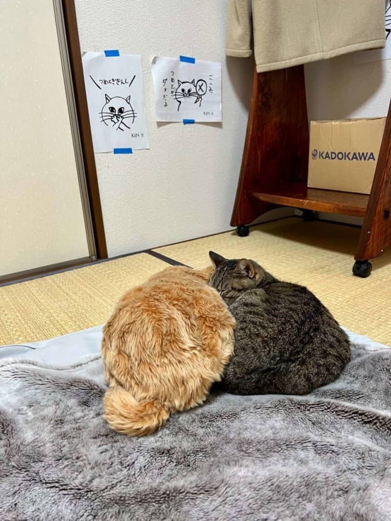 にゃんこ2匹の「仲良しショット」かと思いきや　衝撃の事実に「えっ？」「嘘やろ…」