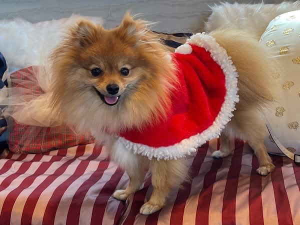 [Nishi-Omiya] Café time in the mood for Christmas♪ You can bring your dog in the store ◎ "Serendipitytata"