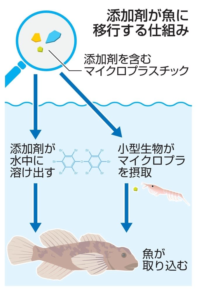 プラスチック添加剤、魚に蓄積 水や餌通じ、実験で確認 ｜ 共同通信