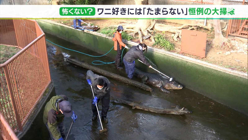 「危険なときは逃げるがいけるところまでは…」ワニの背中をブラシでゴシゴシ  年末恒例の大掃除＝…
