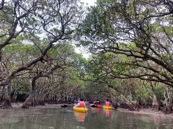 [Amami Oshima] I went on a canoe tour through the mangrove forest!
