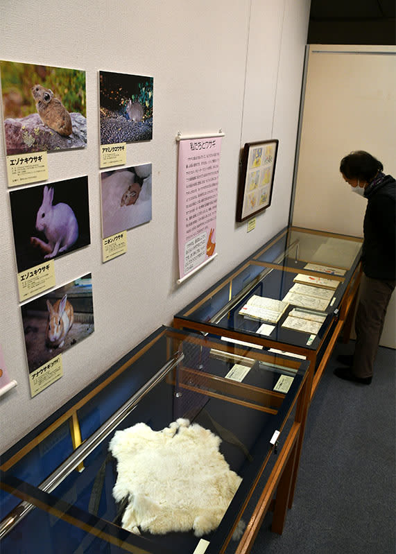 ウサギの生態学ぼう　クイズ、化石展示も　牛の博物館・奥州