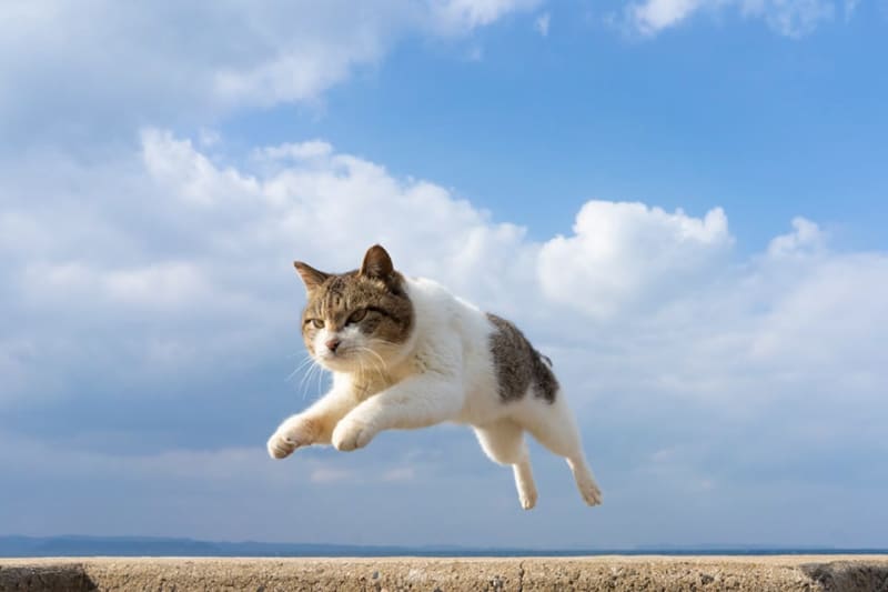 A large collection of buzzing Nyanko photos! "Kenta Igarashi Flying Cat Photo Exhibition in Postal Museum"