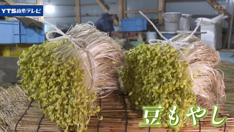 温泉熱利用の「豆もやし」収穫最盛期 米沢市