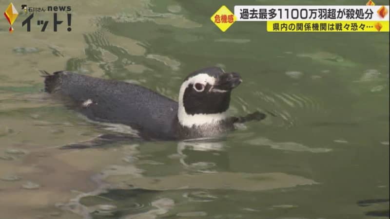 ペンギンの所にはネット…野鳥から高病原性鳥インフルエンザ 石川県内の動物園など対策に追われる