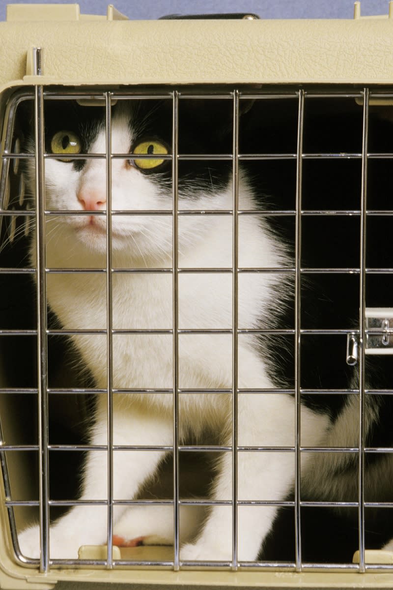 猫のサブスクや一緒に過ごせる宿泊施設…動物の幸せを無視したビジネスに疑問【杉本彩のEva通信】