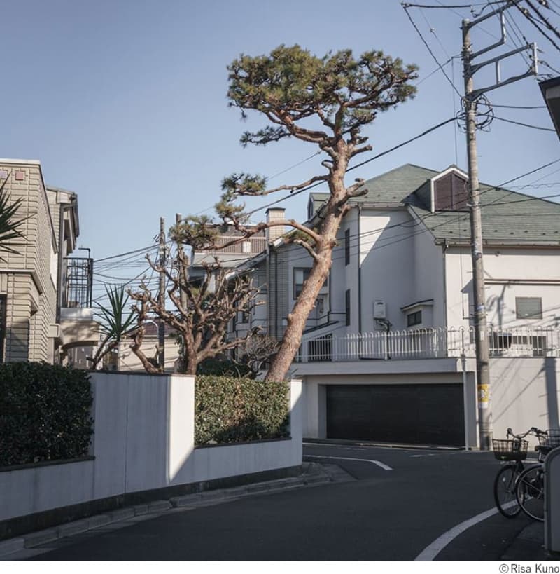 Risa Kuno photo exhibition “Tokyo Juroku” that reflects the “now” of Tokyo through the trees of a residential area