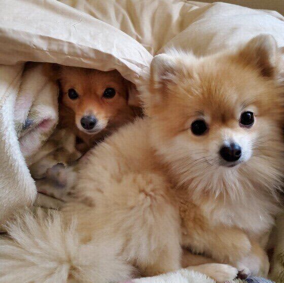 寒暖差によるヒートショックは犬にも起こる　対処と予防法とは