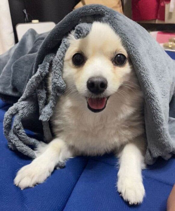 見ているだけで癒される♡フワフワ毛布にくるまった「#ぬくぬく犬」