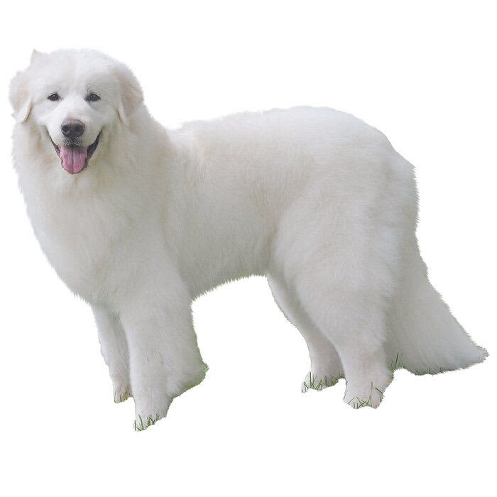 白くて大きくてふわふわ！ 憧れの「グレート・ピレニーズ」ってどんな犬？