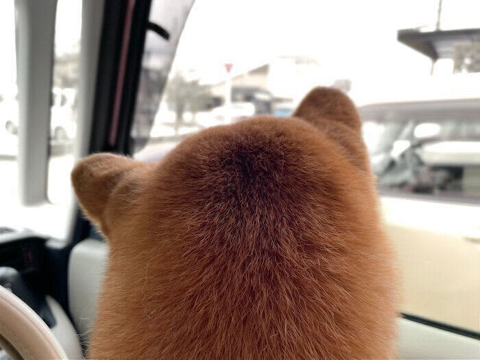外耳炎？病院が苦手で帰りたいオーラの柴犬マロたん、診察後はスッキリ